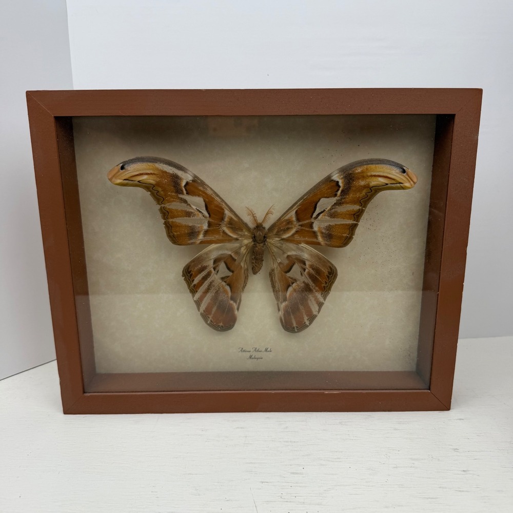 Atticus Atlas Male Moth Real Specimen Framed Taxidermy Butterfly Malaysia